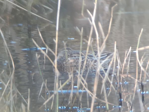 Knäkente  - Vera Jortzick