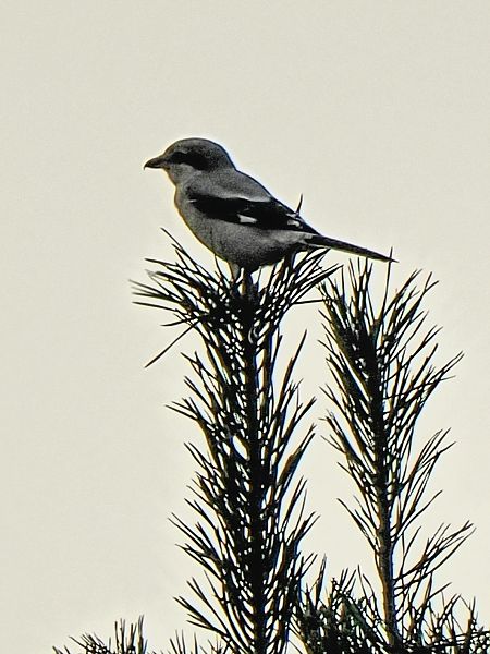 Raubwürger  - Andre Staron