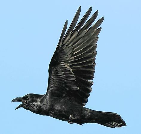 Kolkrabe  - Andre Staron