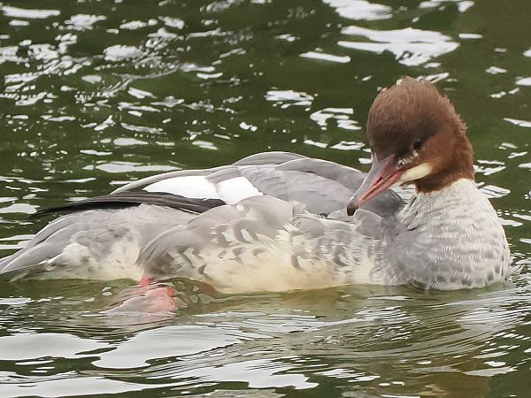 Gänsesäger  - Andre Staron