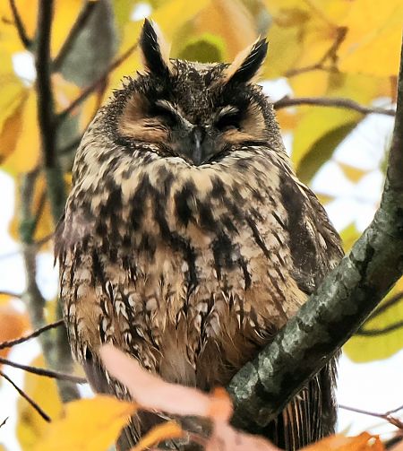 Waldohreule  - Andre Staron