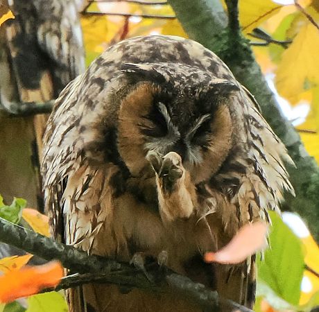 Waldohreule  - Andre Staron