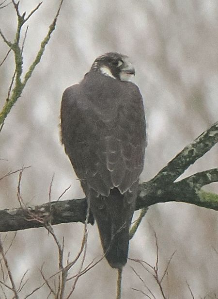 Wanderfalke  - Andre Staron