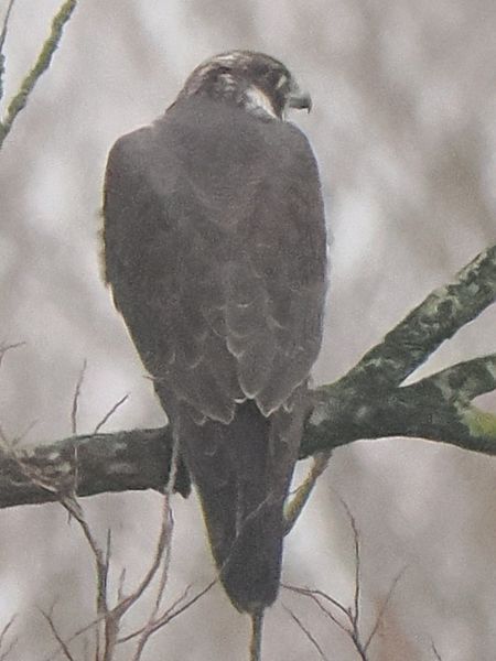 Wanderfalke  - Andre Staron