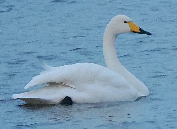 Singschwan  - Andre Staron