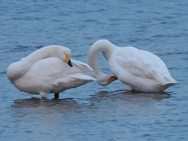 Singschwan  - Andre Staron