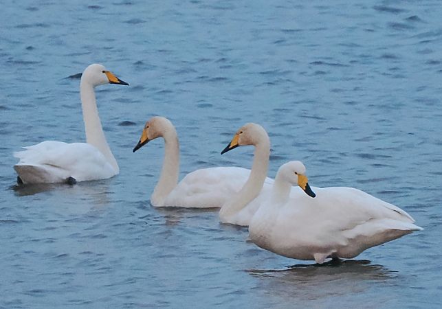 Singschwan  - Andre Staron