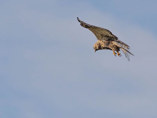 Raufußbussard  - Norbert Brandt