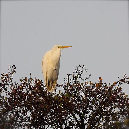 Silberreiher  - Jürgen Holzhausen