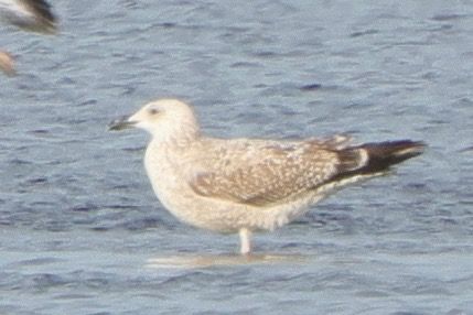 Mantelmöwe  - Konrad Krogmann