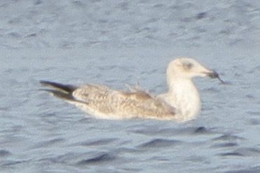 Mantelmöwe  - Konrad Krogmann