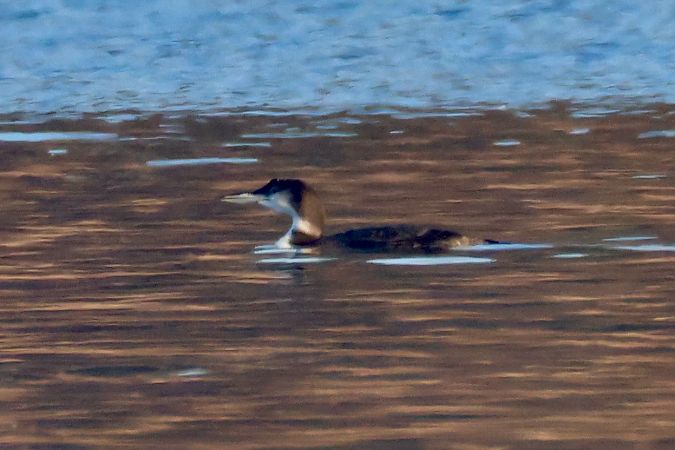 Eistaucher  - Peter Breit