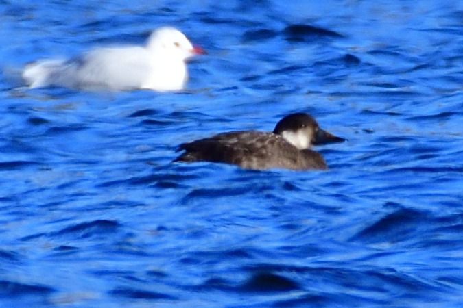 Trauerente  - Henning Fedders