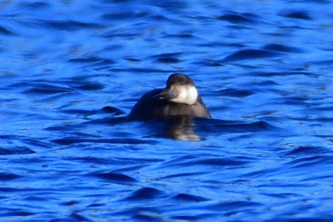 Trauerente  - Henning Fedders