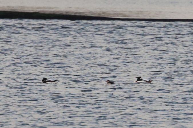 Eisente  - Alexander Sührig