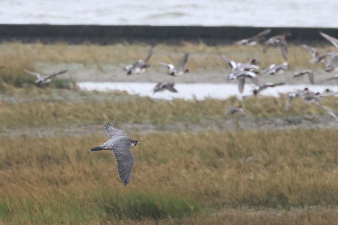 Wanderfalke  - Alexander Sührig