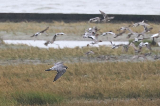 Wanderfalke  - Alexander Sührig