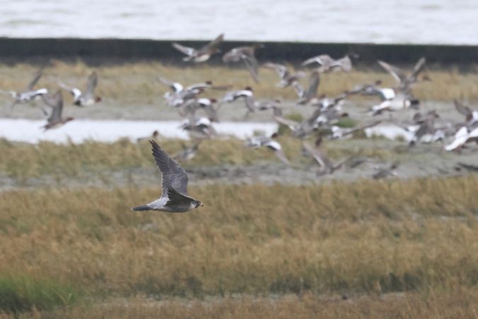 Wanderfalke  - Alexander Sührig