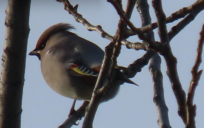 Seidenschwanz  - Stefan Kroll