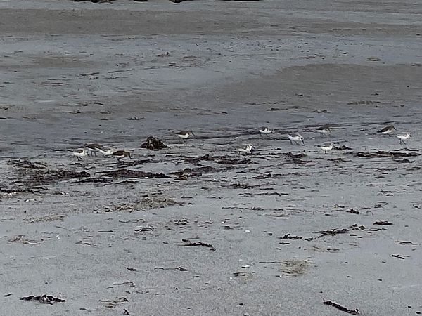 Sanderling  - Claudia Haddad