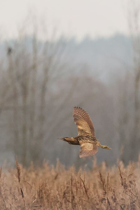 Rohrdommel  - Raphael Müller