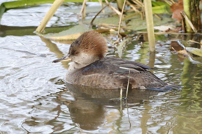 Kappensäger  - Thomas Jungbauer