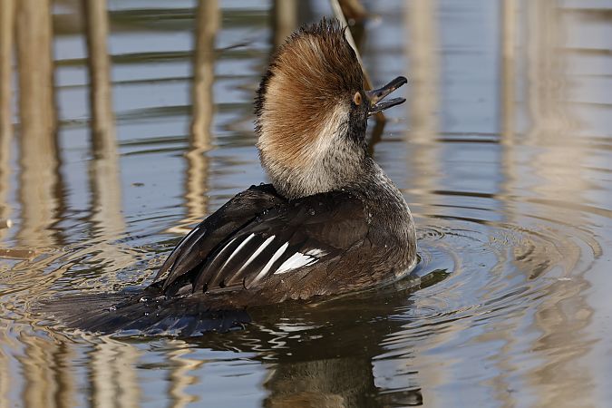 Kappensäger  - Thomas Jungbauer
