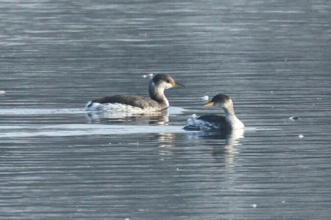 Rothalstaucher  - Gerd Rotzoll
