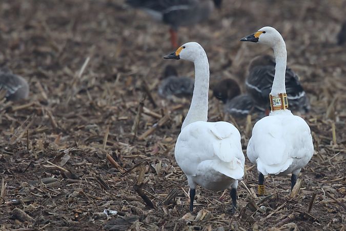 Zwergschwan  - Eckhard Steffen