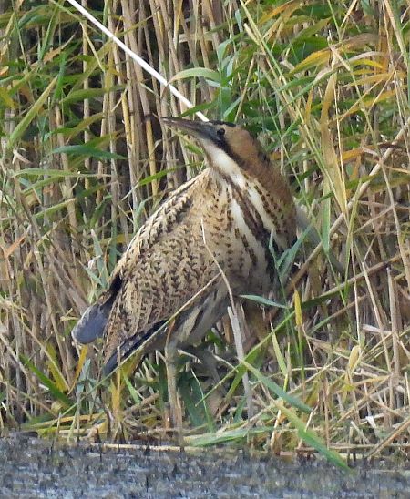 Rohrdommel  - Barbara Strebling