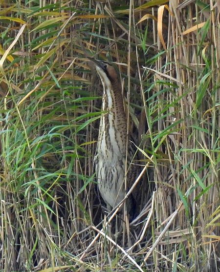 Rohrdommel  - Barbara Strebling