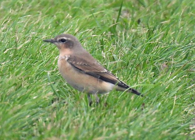 Steinschmätzer  - Barbara Strebling