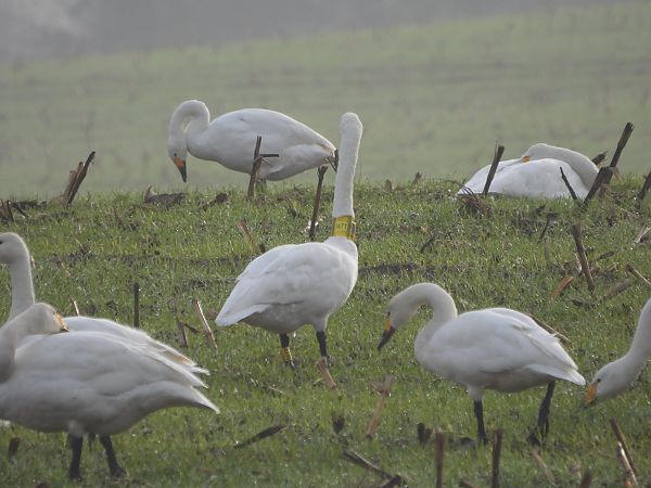 Zwergschwan  - Opitz Thomas