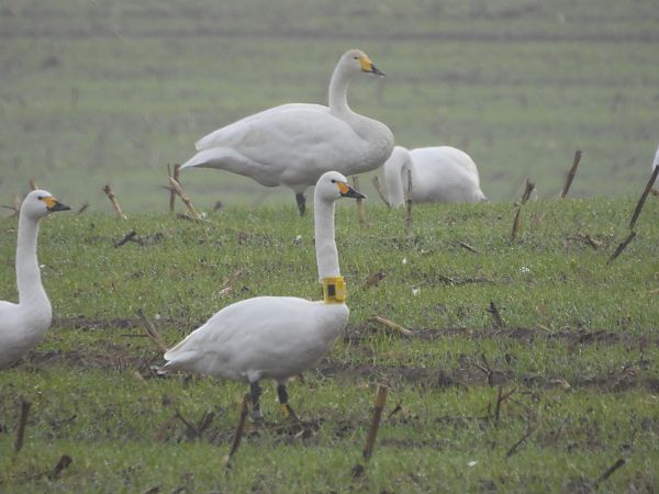 Zwergschwan  - Opitz Thomas