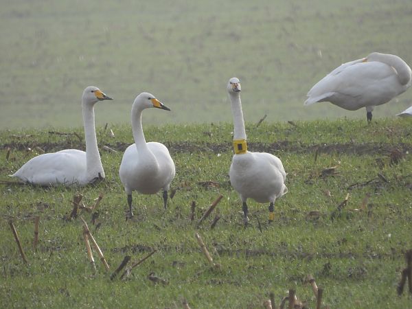 Zwergschwan  - Opitz Thomas