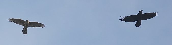 Habicht  - Tonio Lorenzen