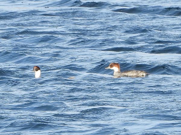 Zwergsäger  - Michael Lay