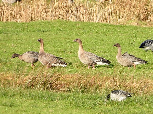 Kurzschnabelgans  - Michael Lay