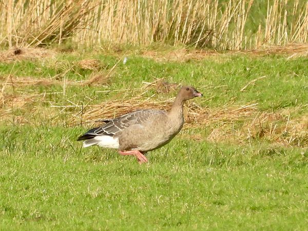 Kurzschnabelgans  - Michael Lay