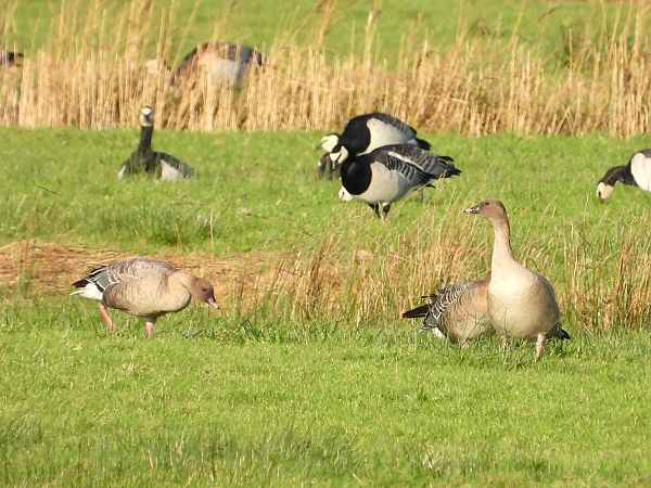 Kurzschnabelgans  - Michael Lay