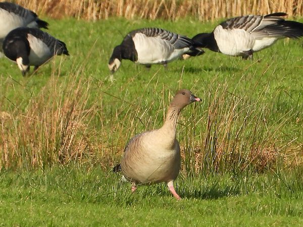 Kurzschnabelgans  - Michael Lay