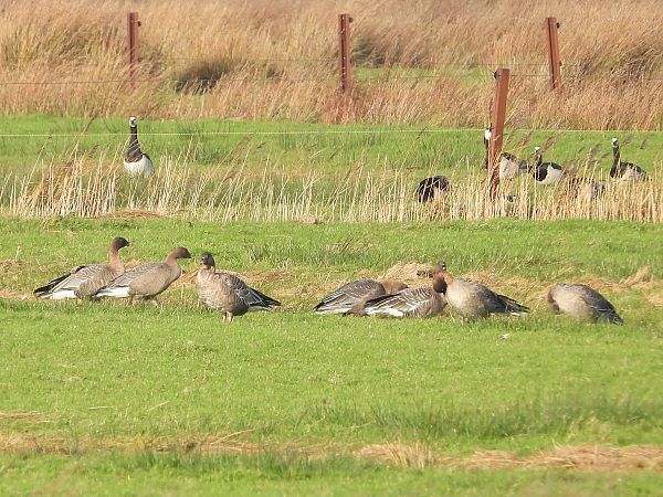 Kurzschnabelgans  - Michael Lay