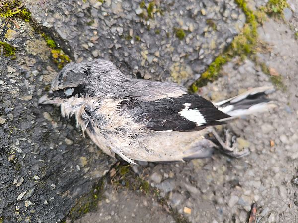 Raubwürger  - Marvin Rolfes