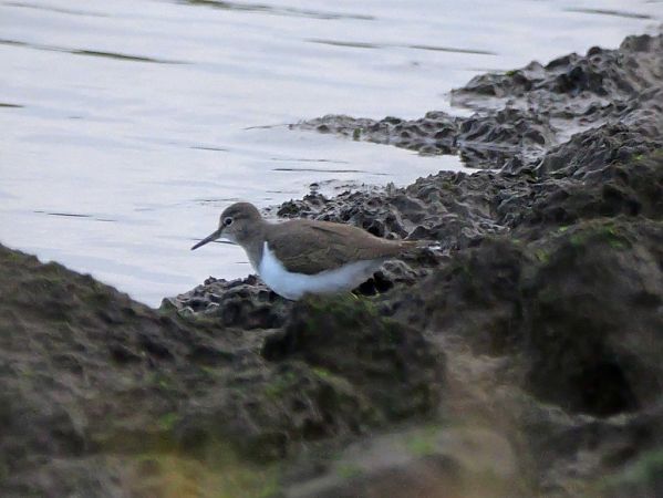 Flussuferläufer  - Hermann Daum