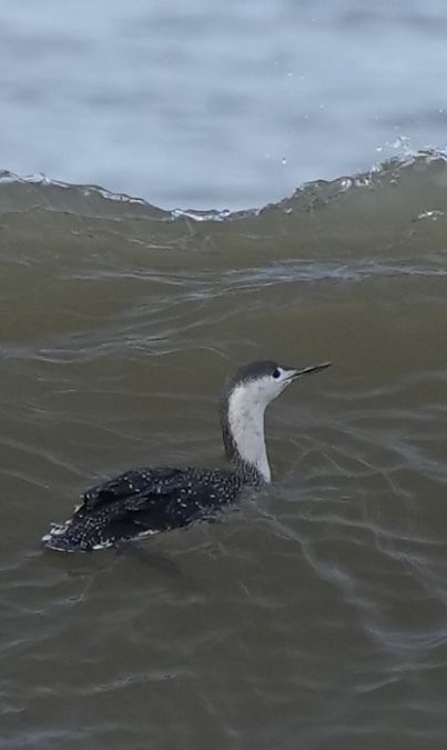 Sterntaucher  - Jürgen Wildt