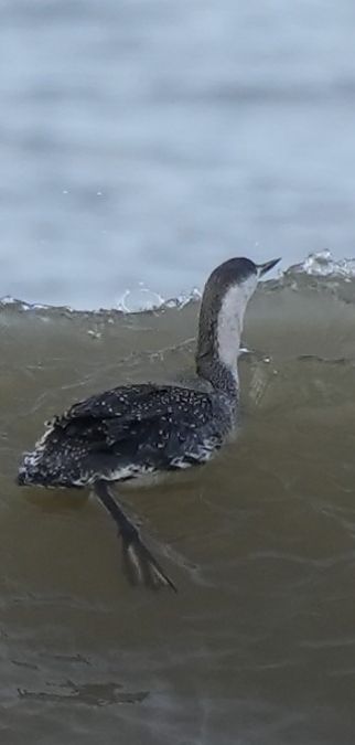 Sterntaucher  - Jürgen Wildt