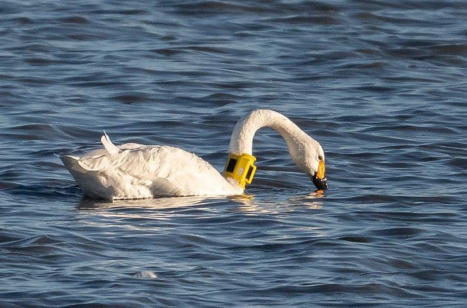 Zwergschwan  - Hans-Joachim Augst