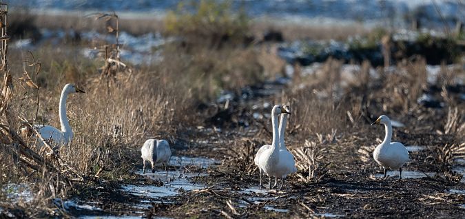Singschwan  - Hans-Joachim Augst