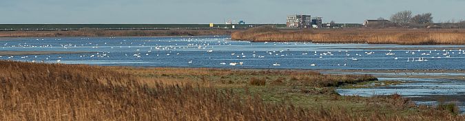 Zwergschwan  - Hans-Joachim Augst
