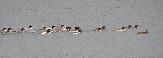 Gänsesäger  - Hinrichs-Thran Johanna